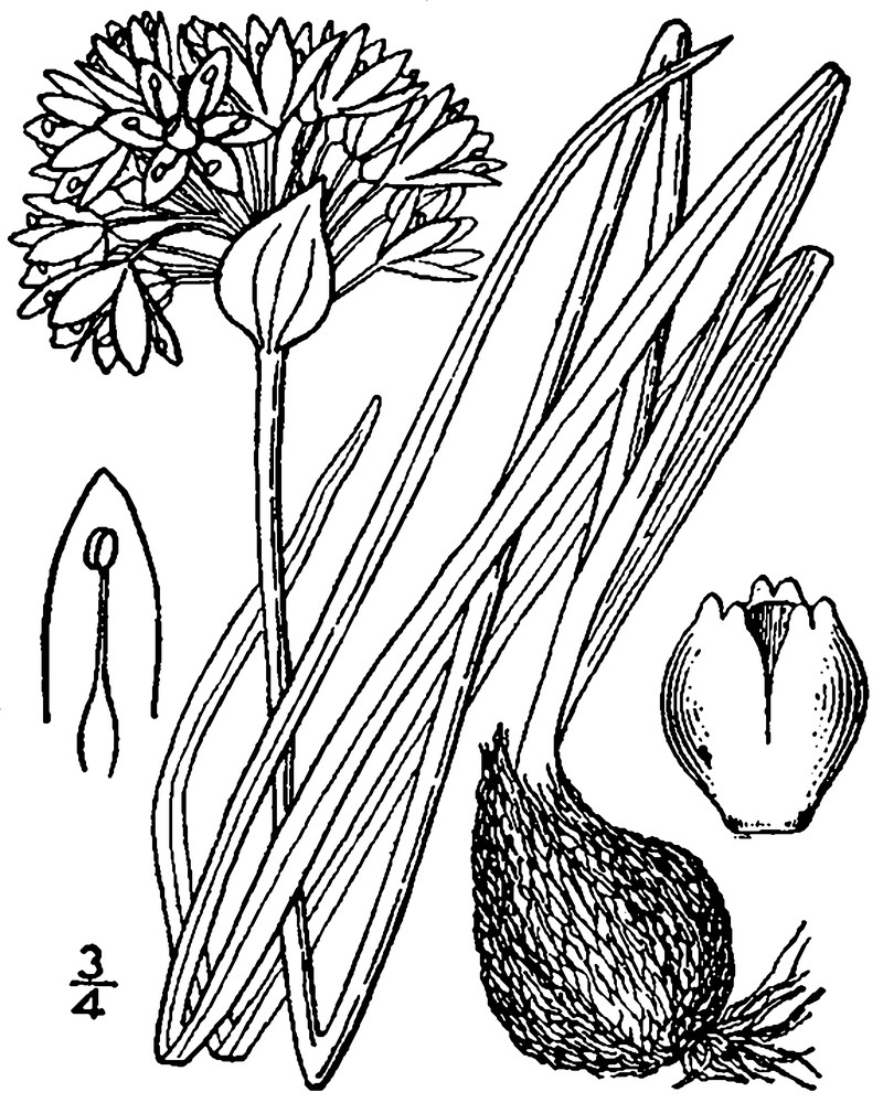 Textile Onion photo 3