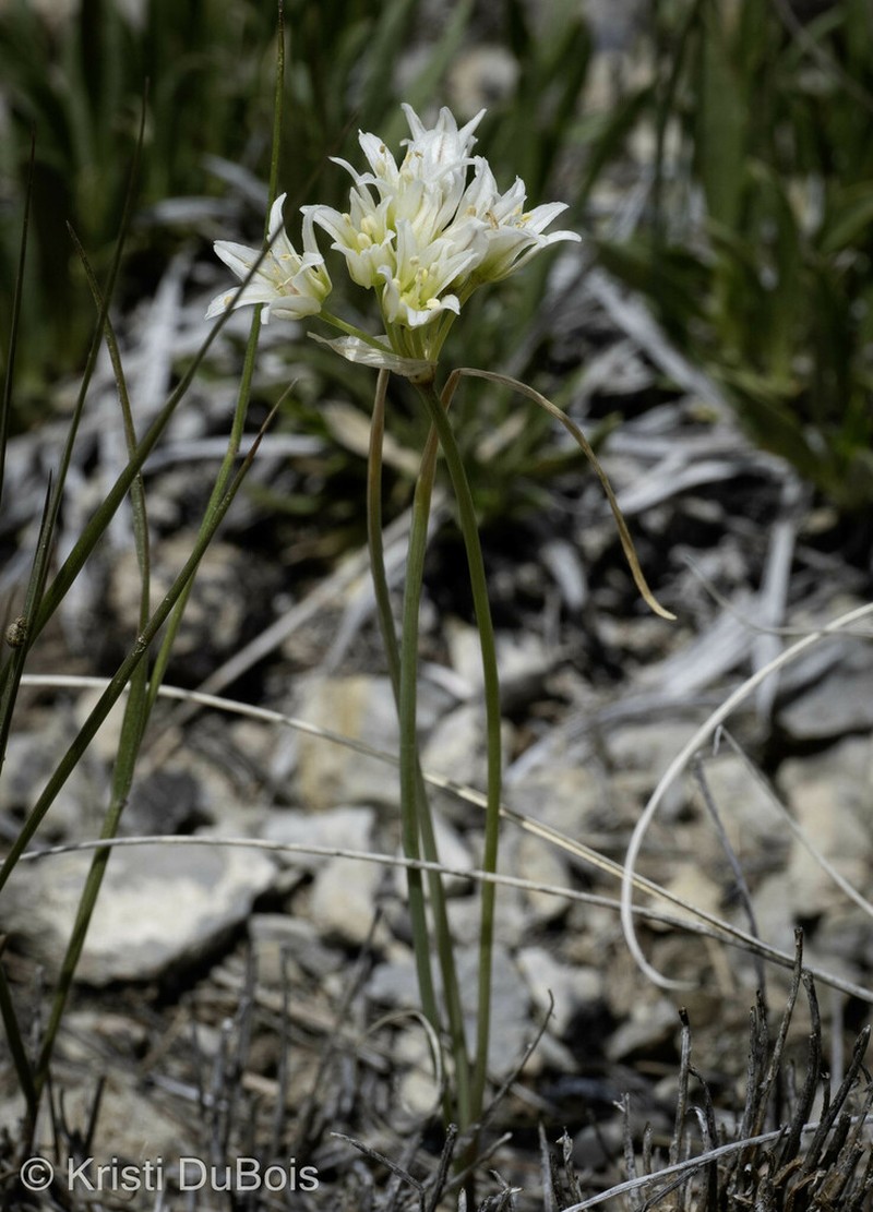 Textile Onion photo 5
