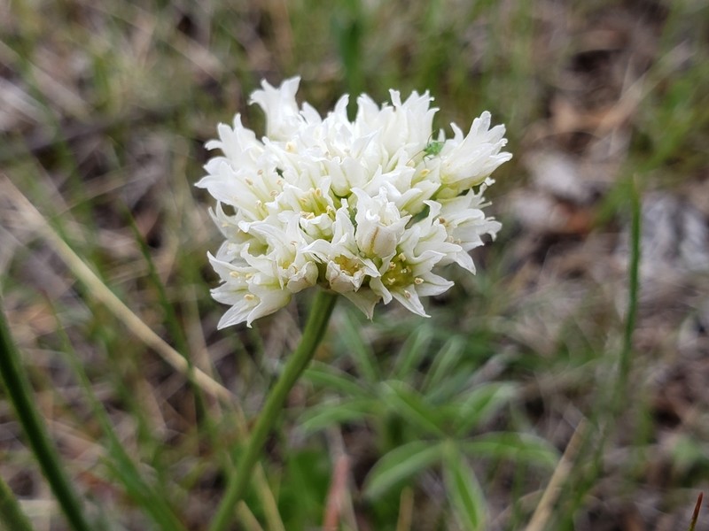 Textile Onion photo 7