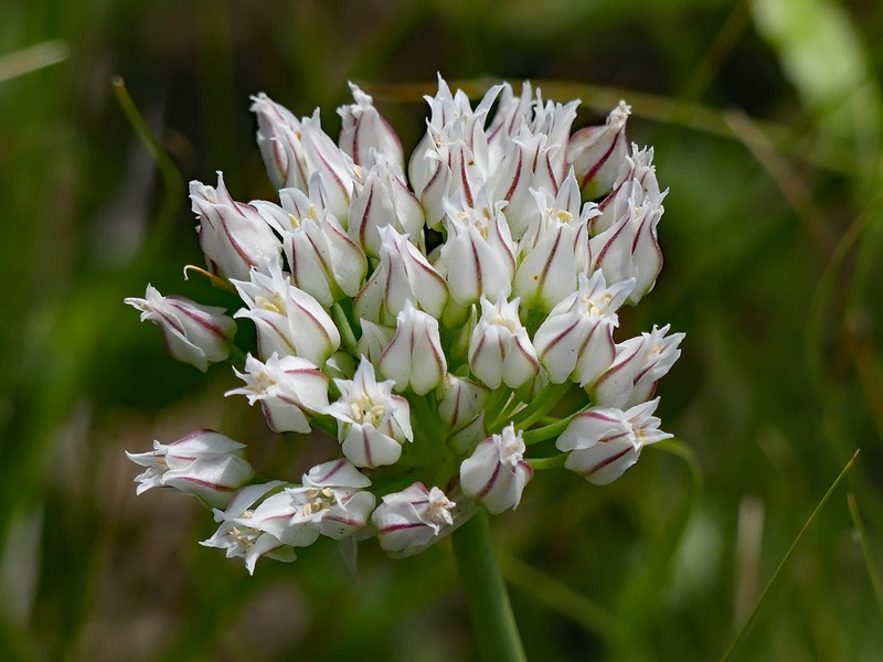 Textile Onion photo 8