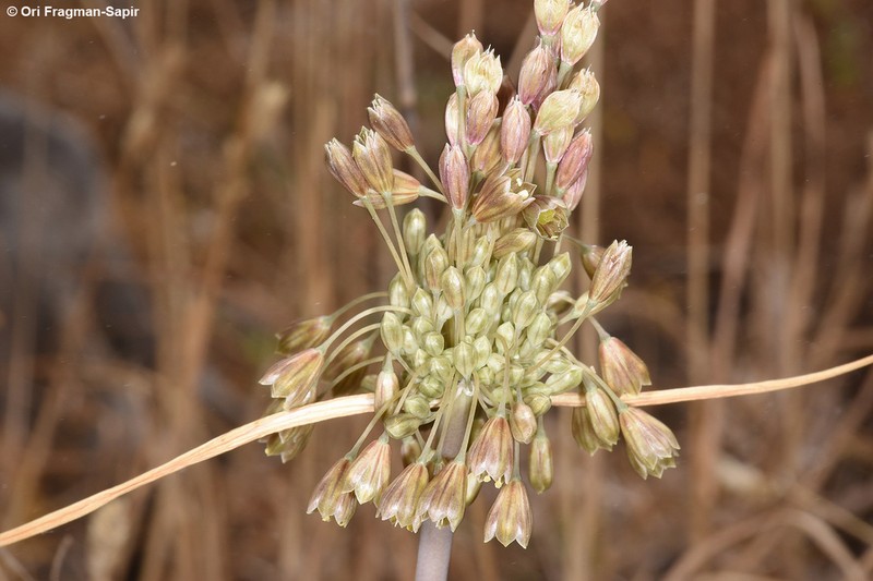 Allium therinanthum photo 2