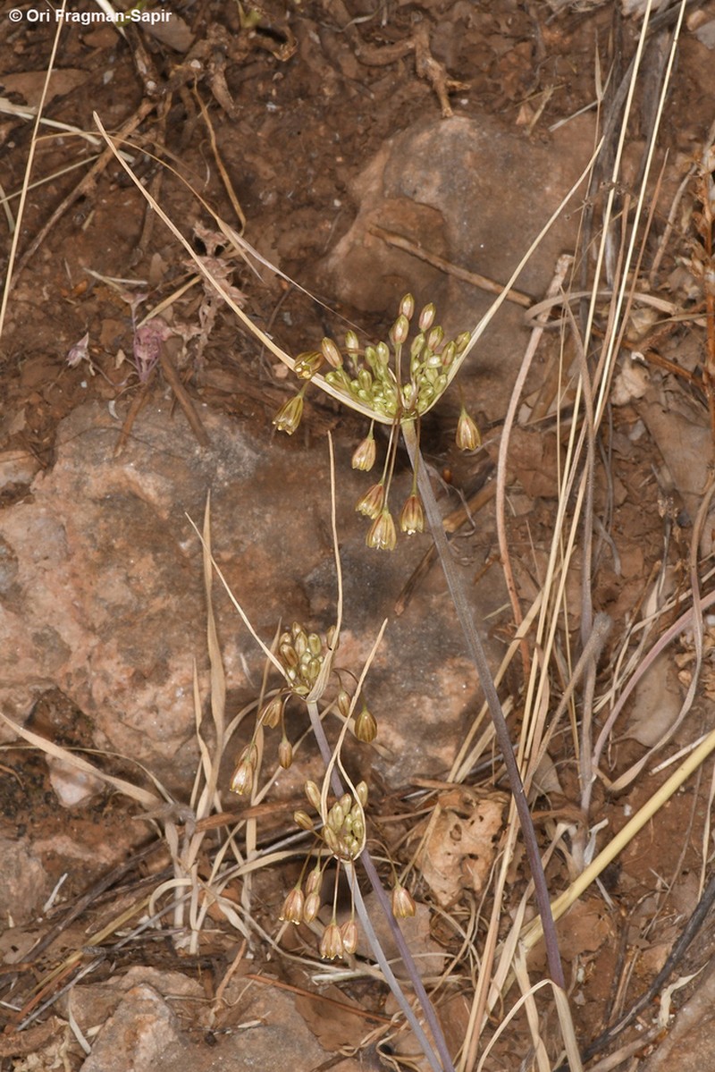 Allium therinanthum photo 3