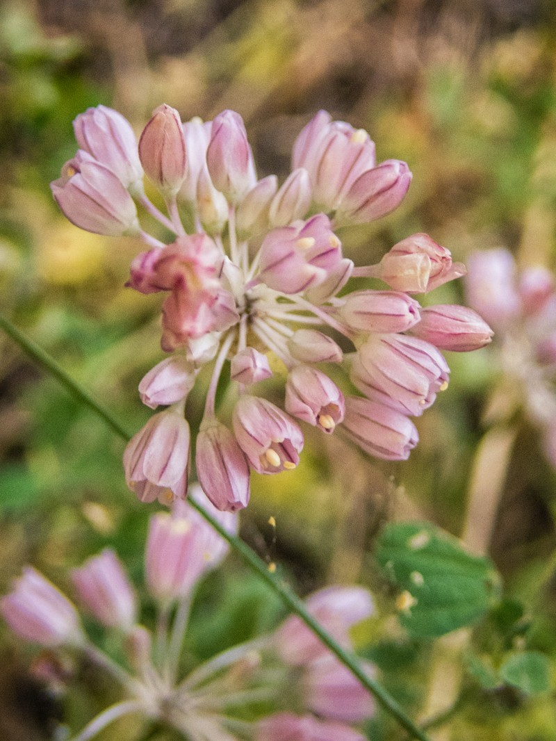 Allium thessalicum photo 2