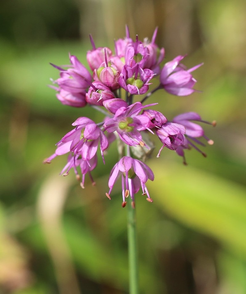 Allium thunbergii photo 2