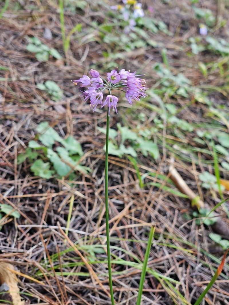 Allium thunbergii photo 3