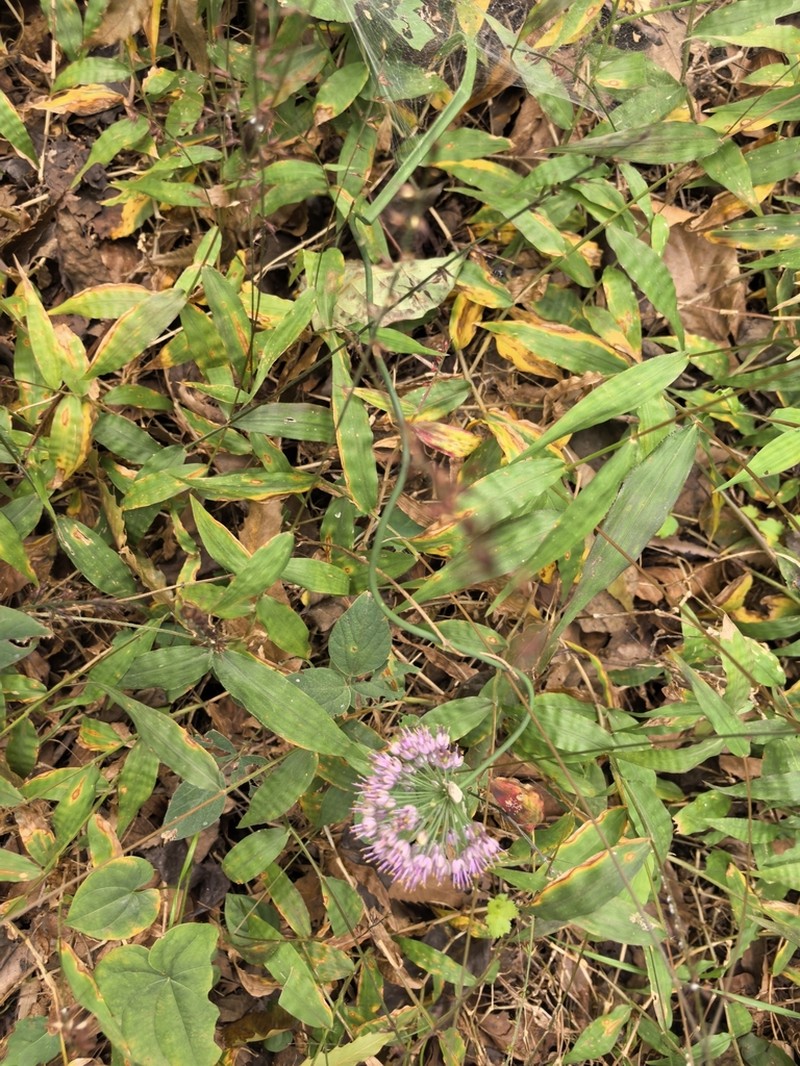 Allium thunbergii photo 4