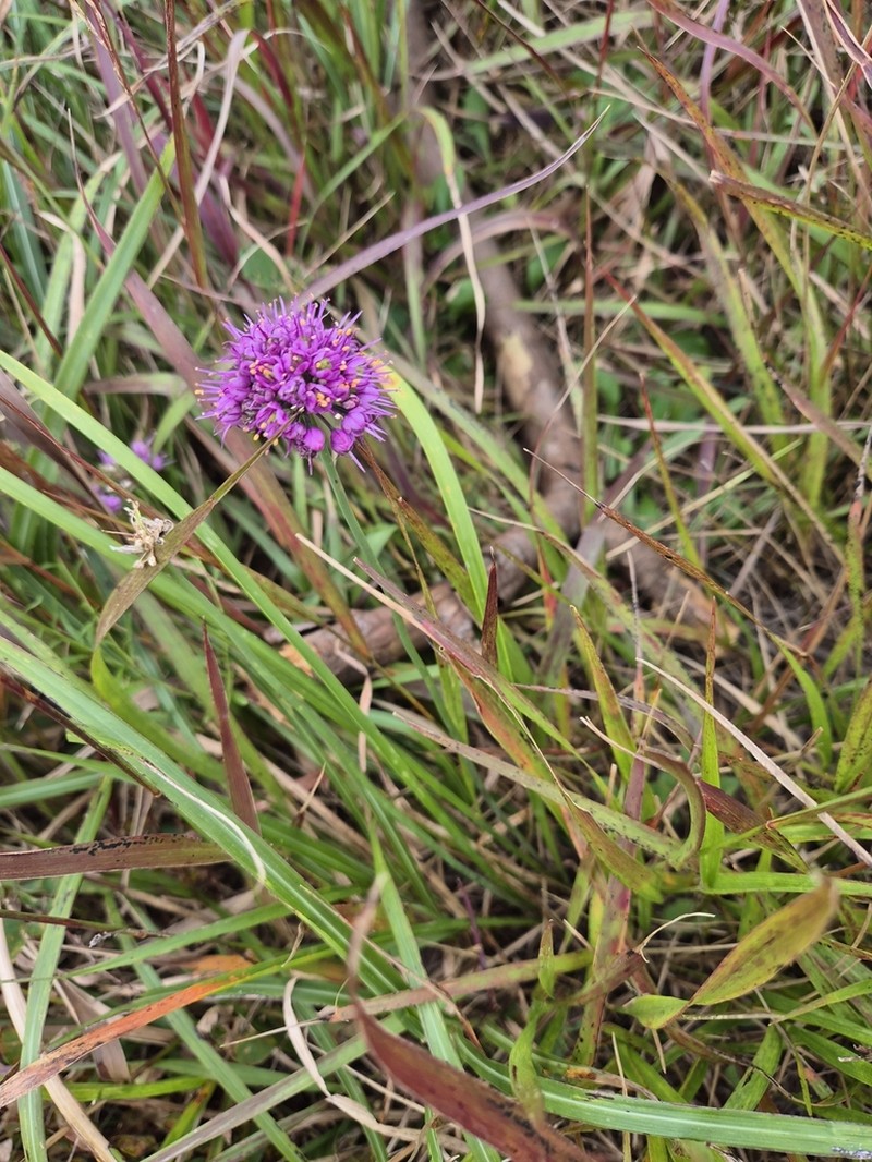 Allium thunbergii photo 5