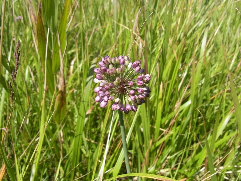 Allium thunbergii photo 6