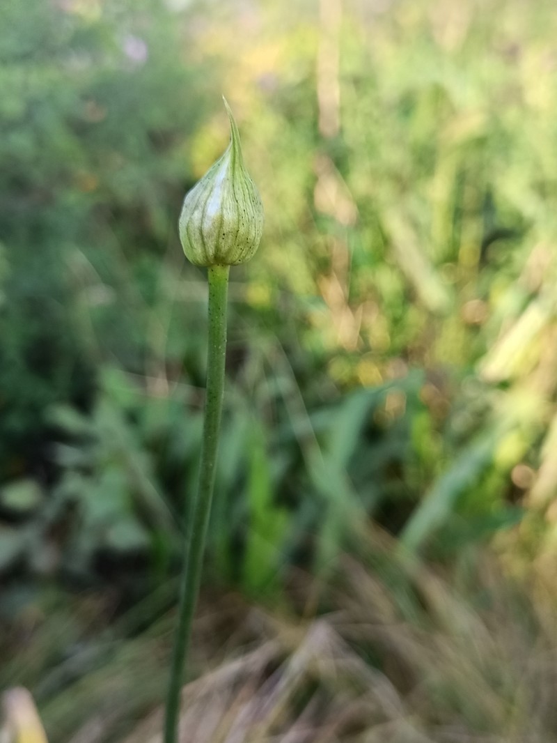 Allium thunbergii photo 7