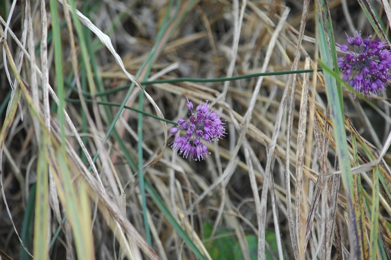Allium thunbergii photo 8