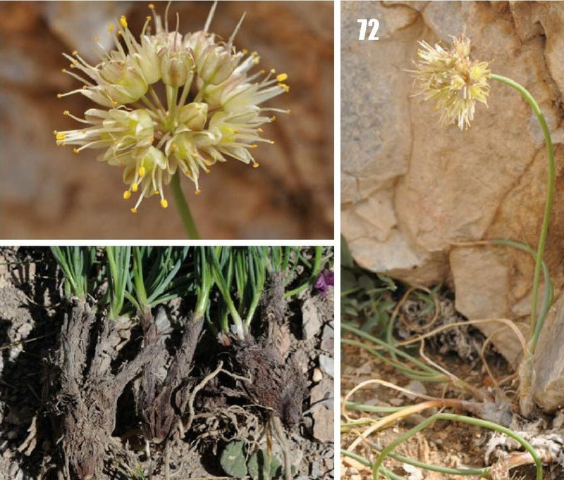 Allium tianschanicum