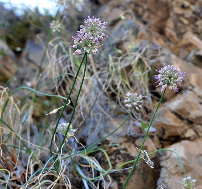 Allium tianschanicum photo 2