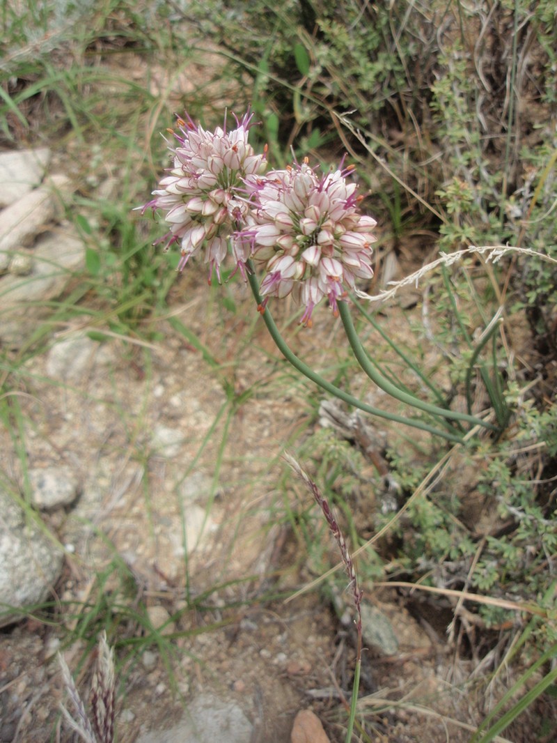 Allium tianschanicum photo 3