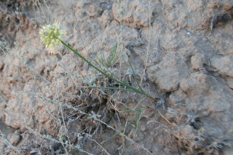 Allium tianschanicum photo 5