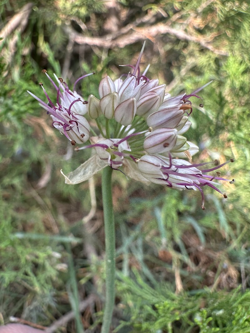 Allium tianschanicum photo 6