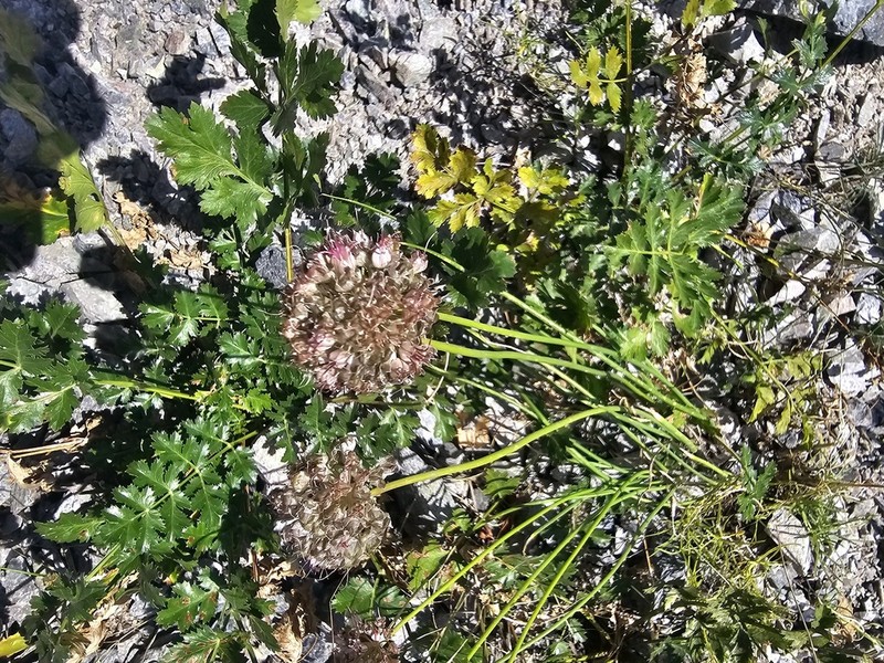 Allium tianschanicum photo 7
