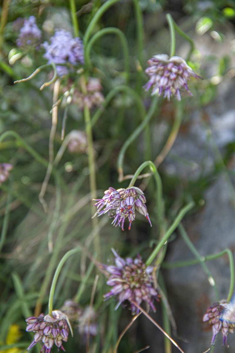 Allium tianschanicum photo 8