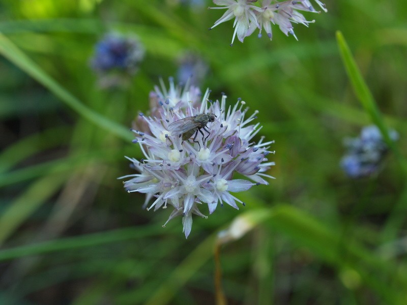 Allium togashii