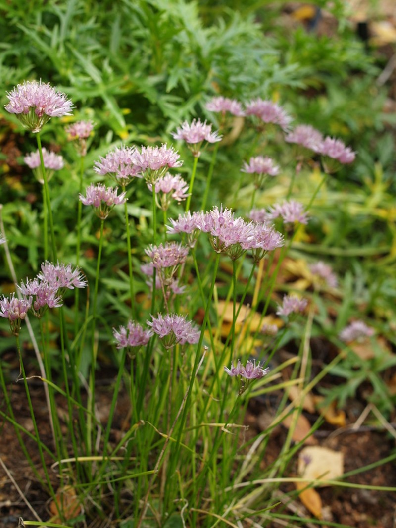 Allium togashii photo 2