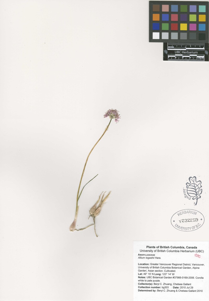 Allium togashii photo 3