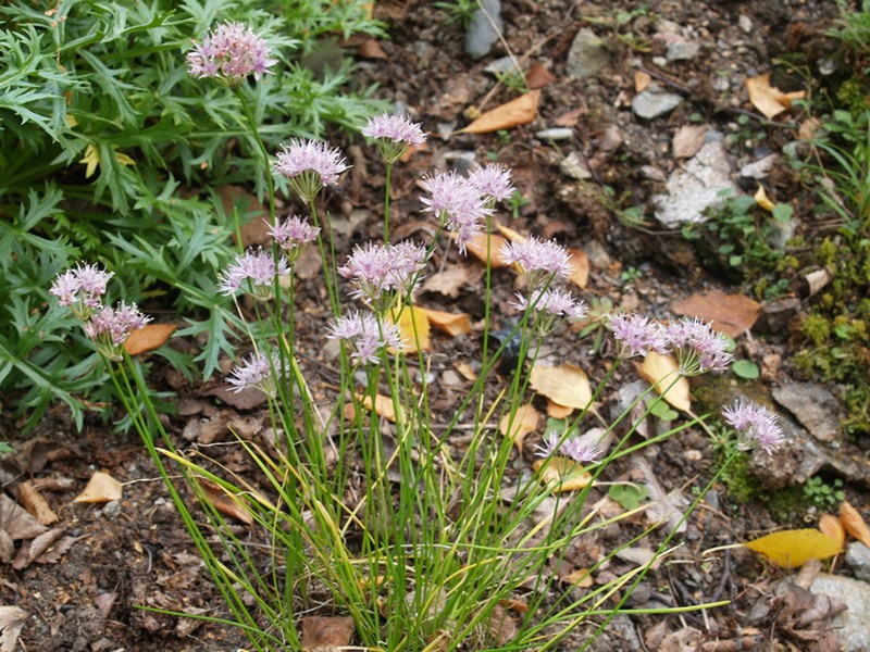 Allium togashii photo 4