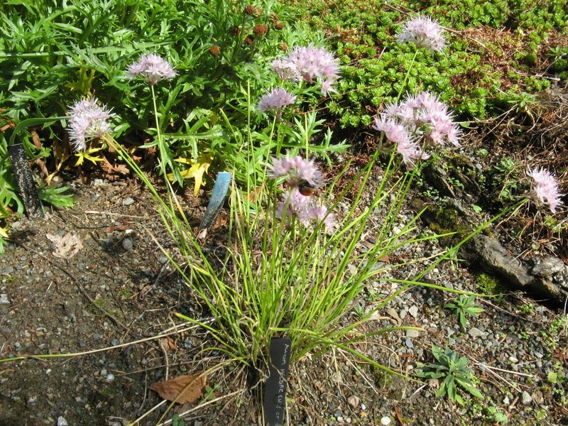 Allium togashii photo 5