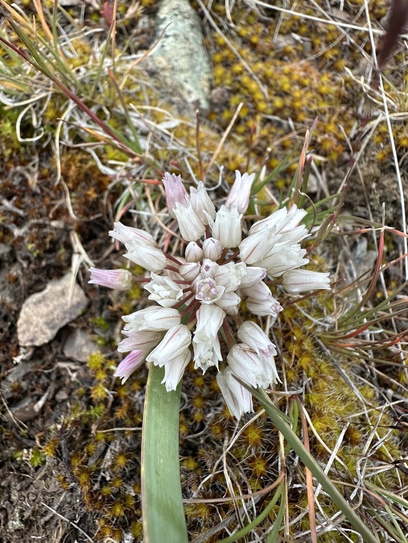 Tolmie's Onion photo 3