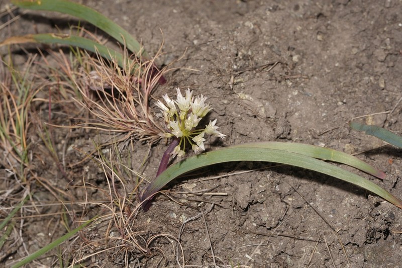 Tolmie's Onion photo 6