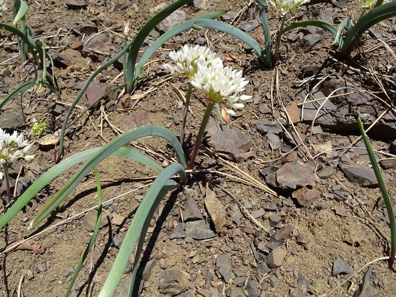 Tolmie's Onion photo 7