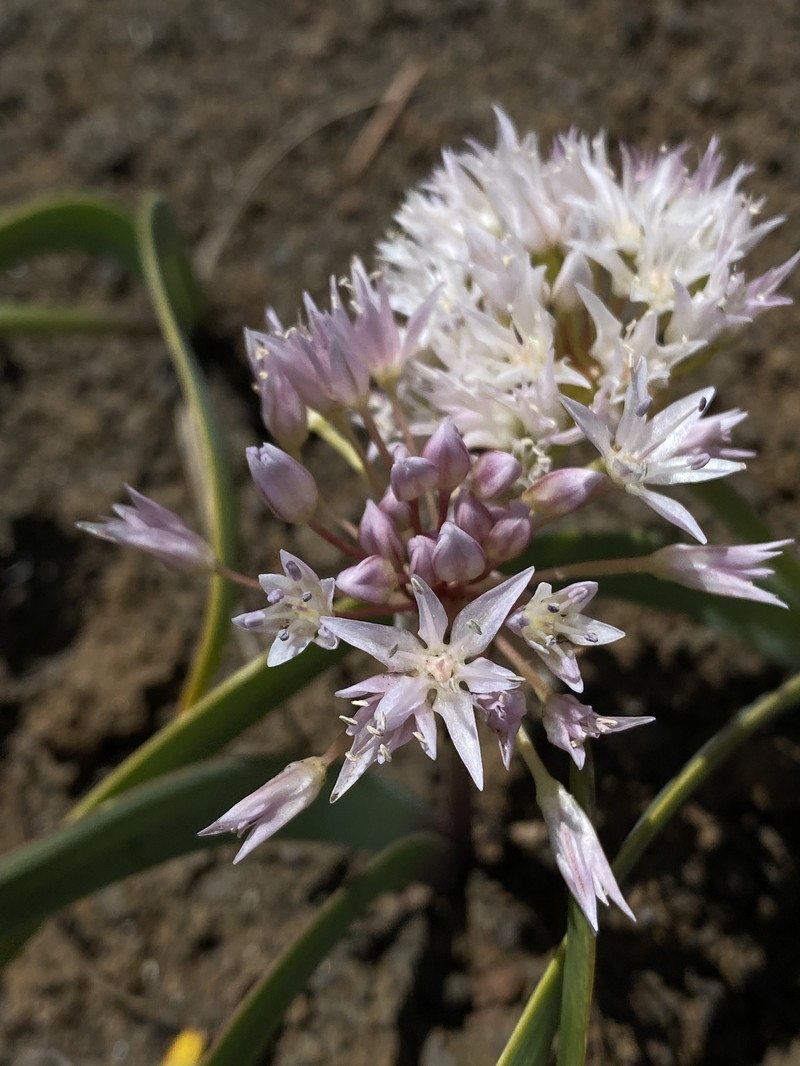 Allium tolmiei var. persimile