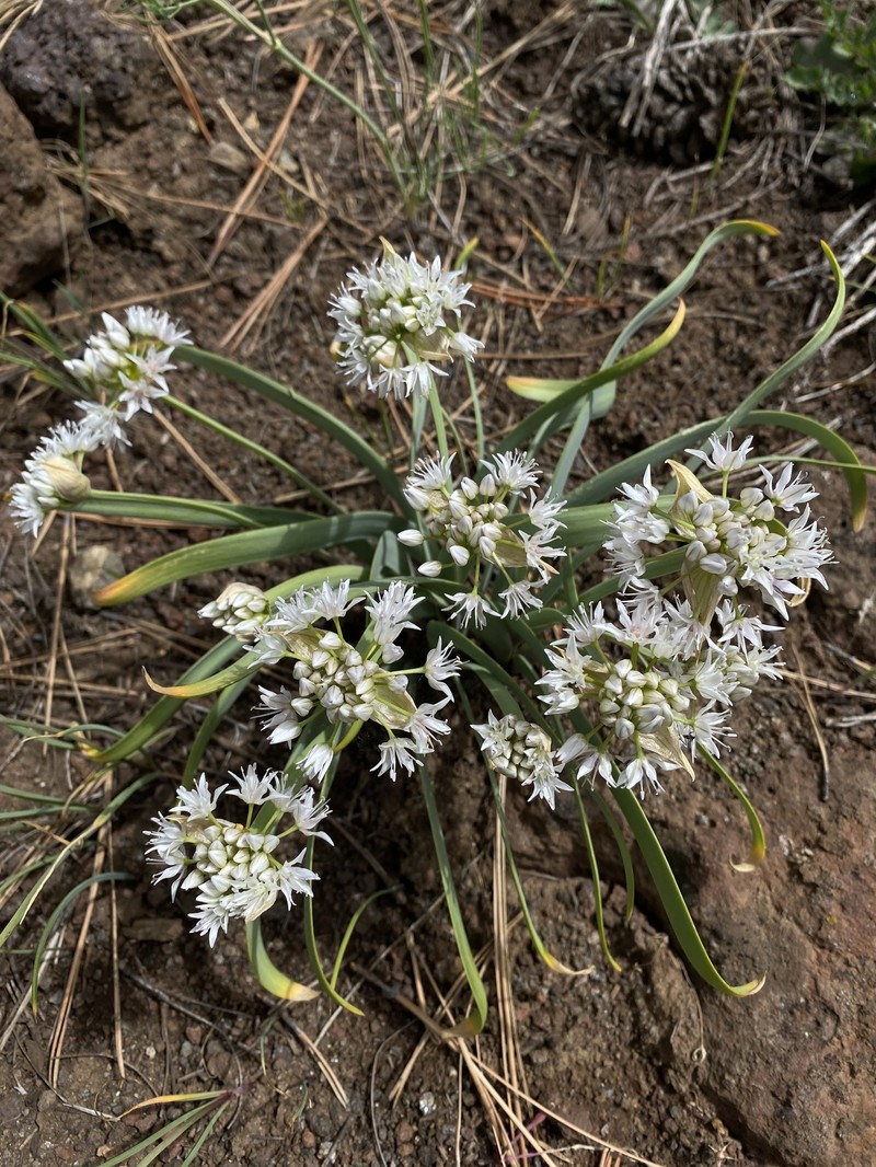 Allium tolmiei var. persimile photo 2