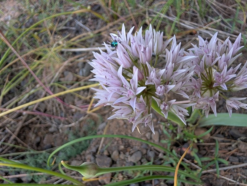 Allium tolmiei var. persimile photo 3