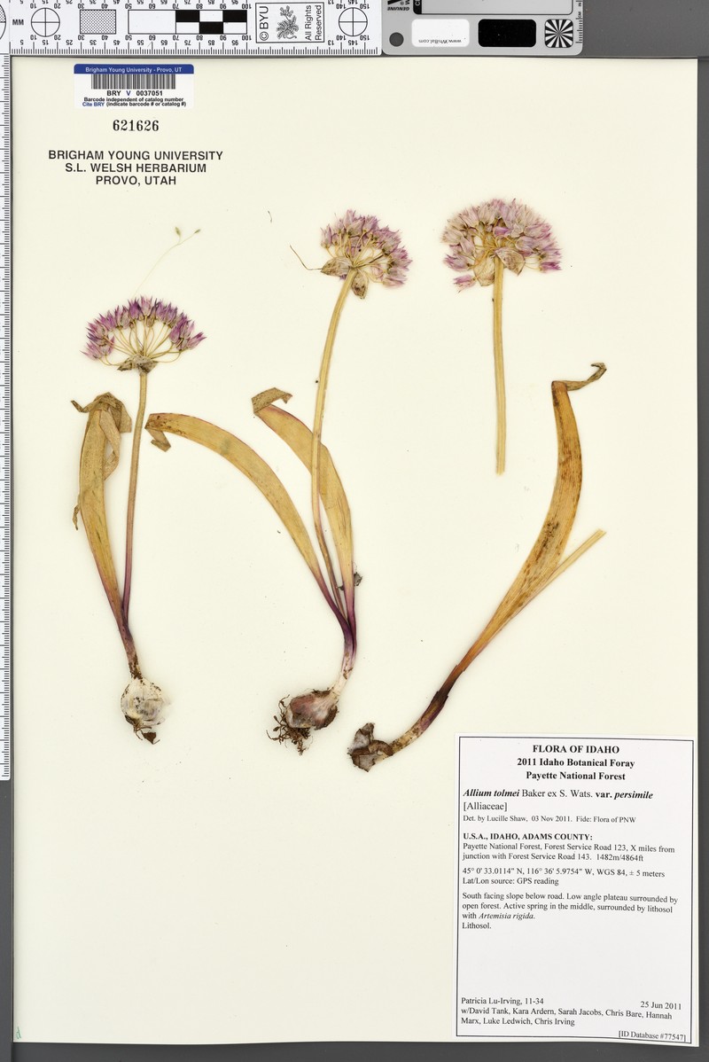Allium tolmiei var. persimile photo 4