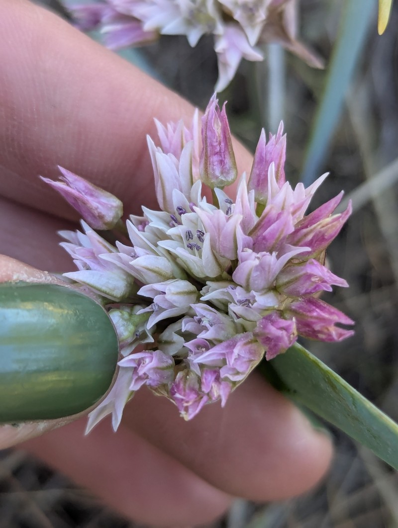 Manyflower Onion