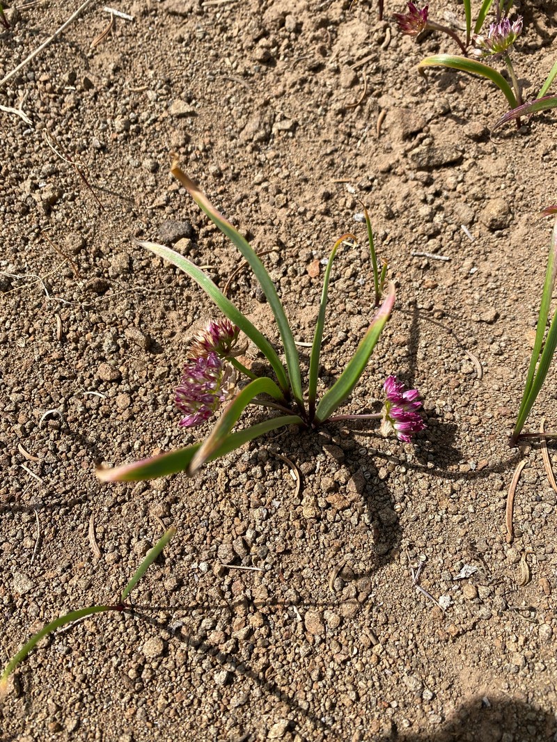 Manyflower Onion photo 2