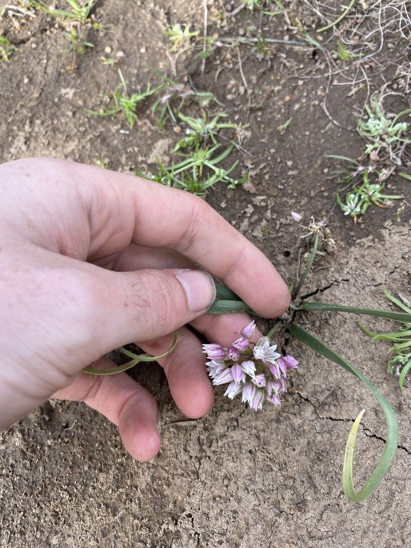 Manyflower Onion photo 3