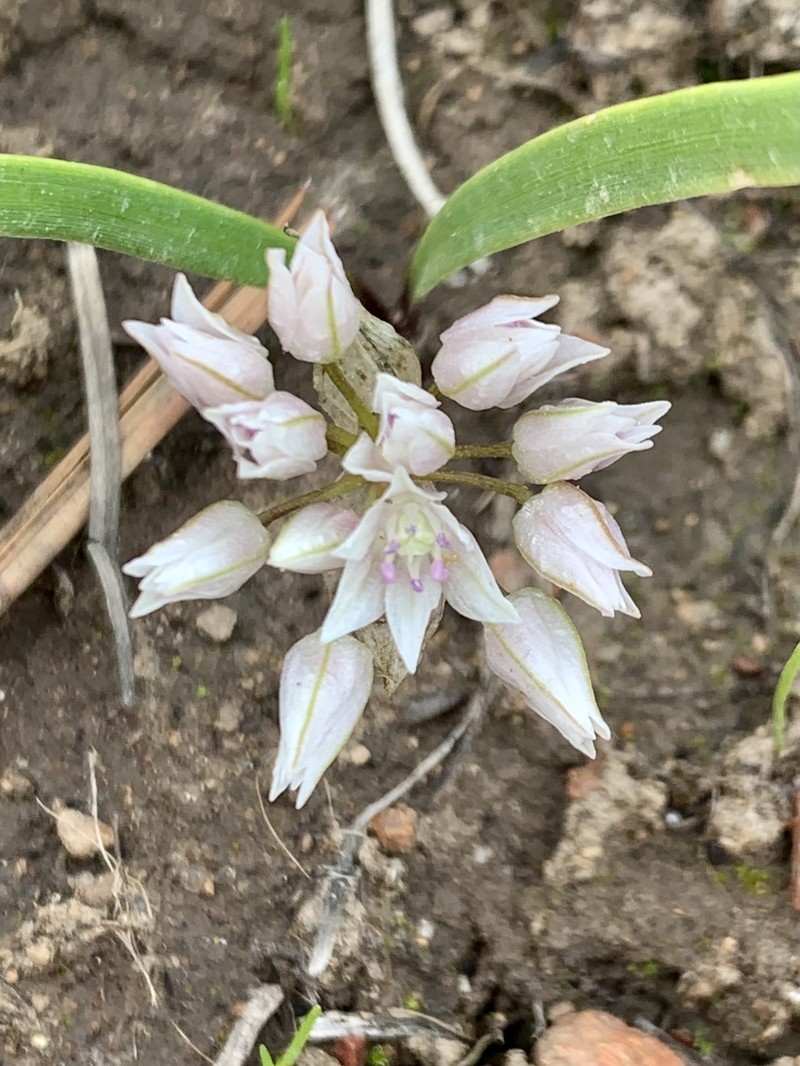 Manyflower Onion photo 4