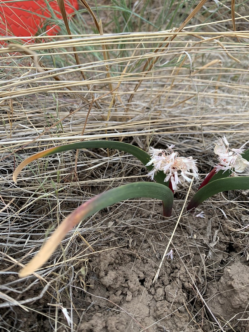 Manyflower Onion photo 5