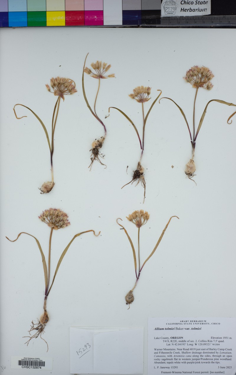 Manyflower Onion photo 6