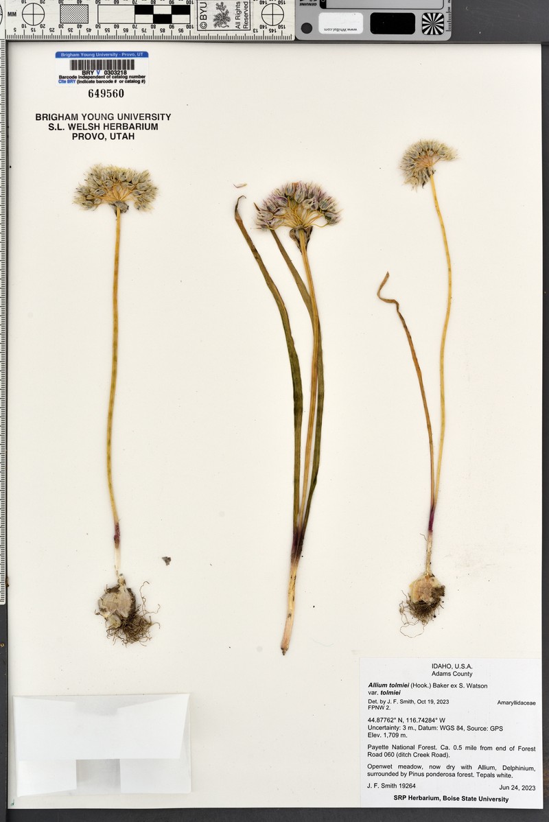 Manyflower Onion photo 7
