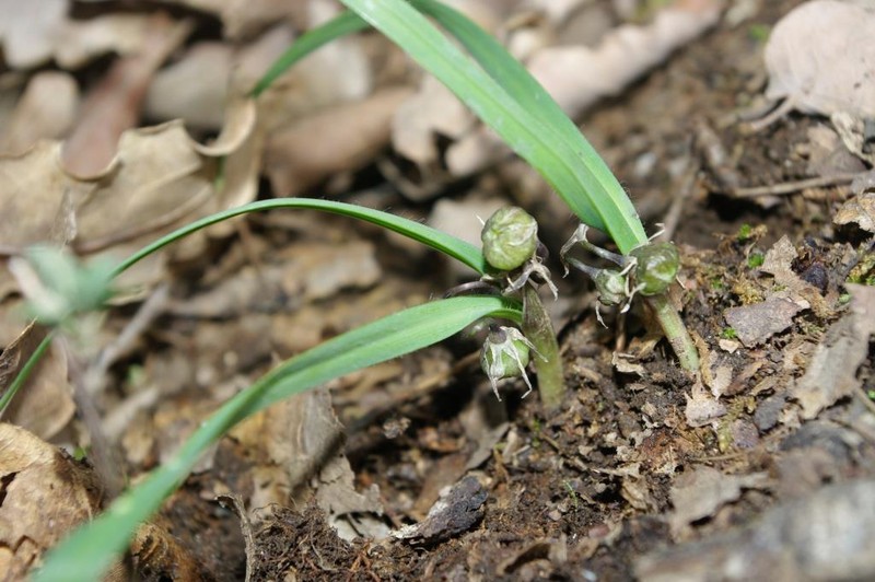 Allium tourneuxii photo 3