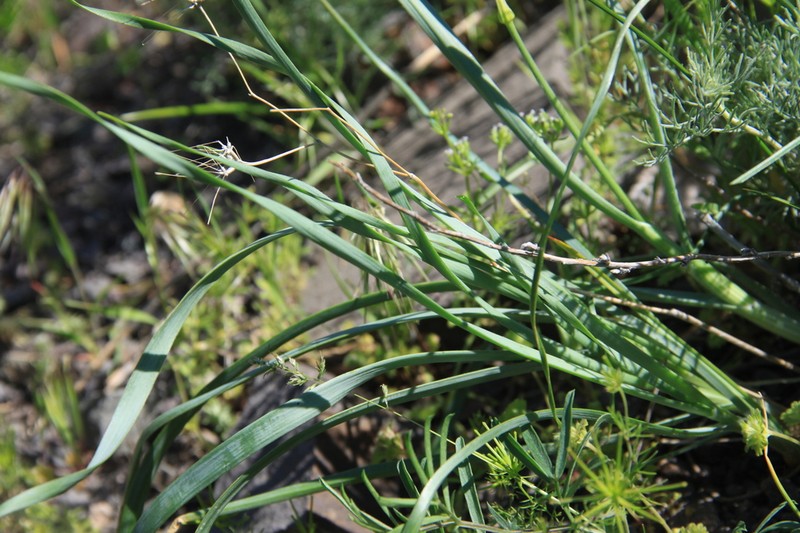 Allium trachyscordum photo 2
