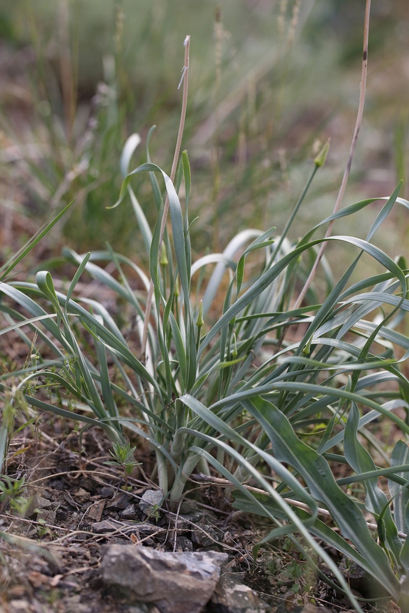 Allium trachyscordum photo 3