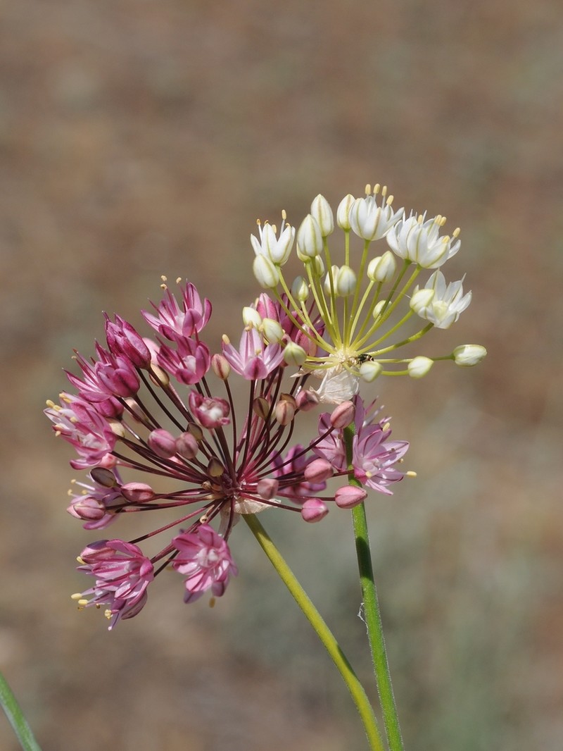 Allium trachyscordum photo 4