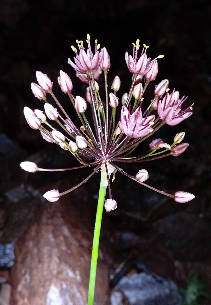Allium trachyscordum photo 6