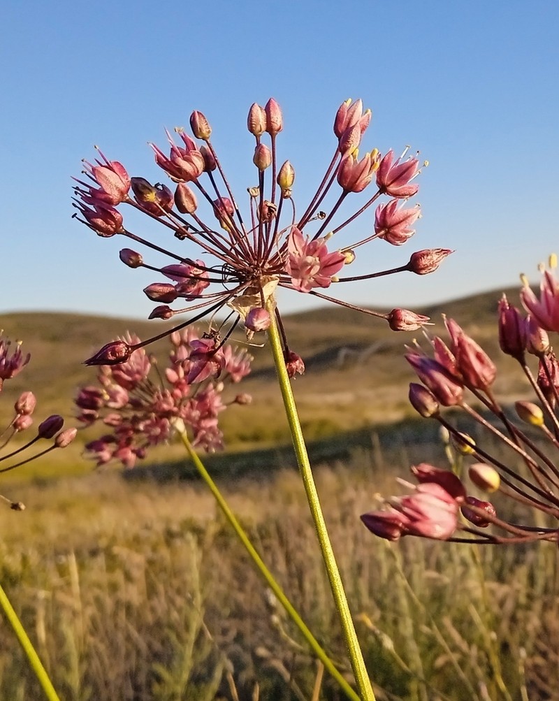 Allium trachyscordum photo 7
