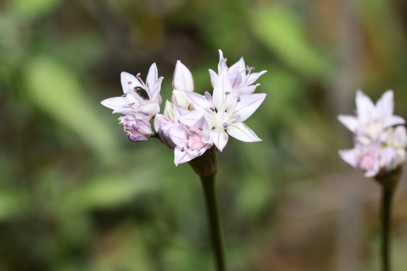 Allium traubii