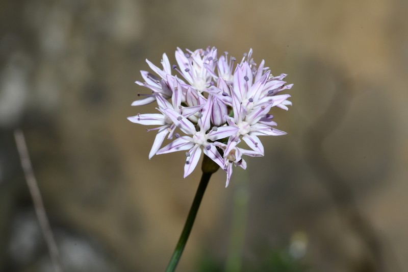 Allium traubii photo 2
