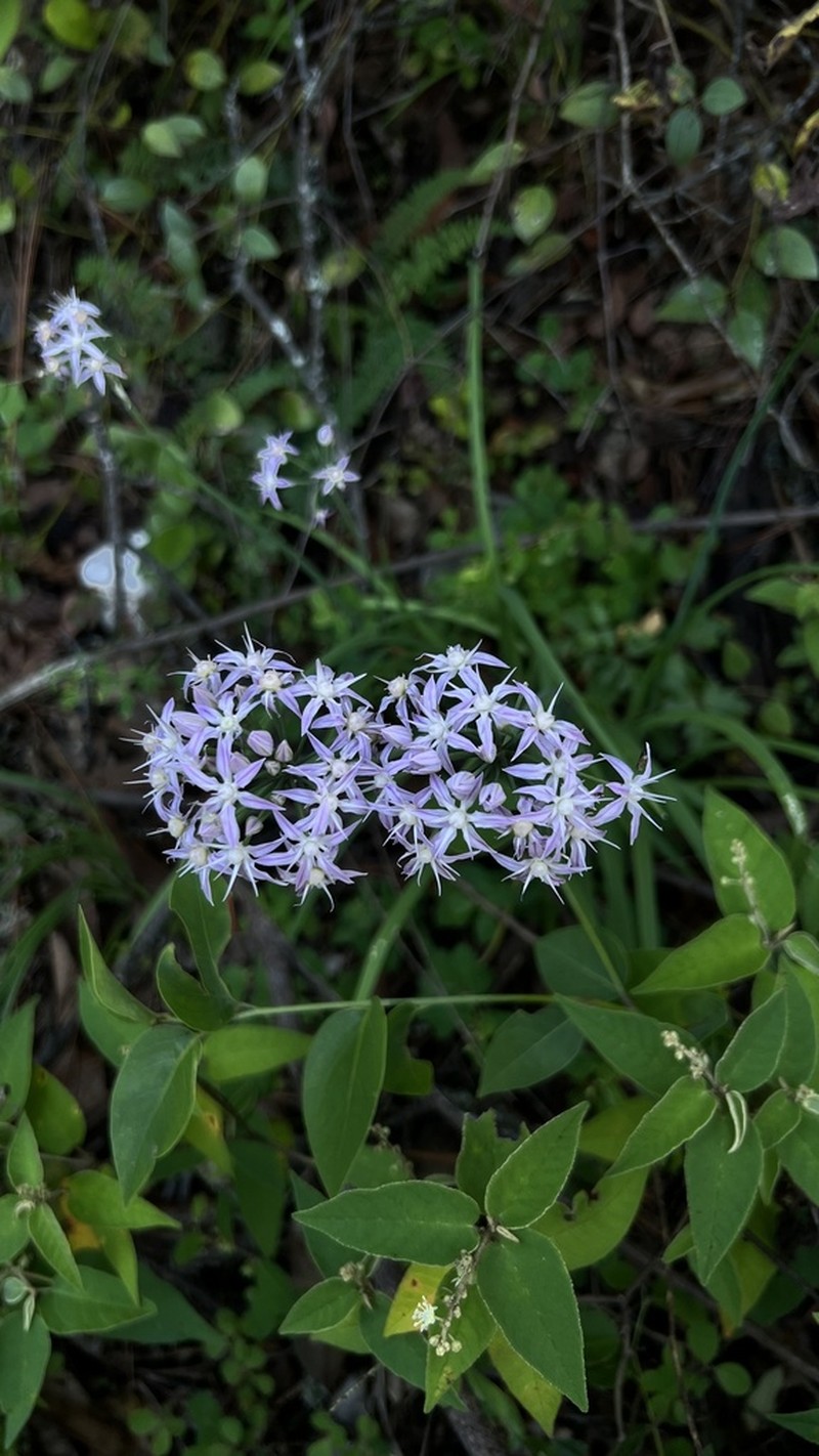 Allium traubii photo 3
