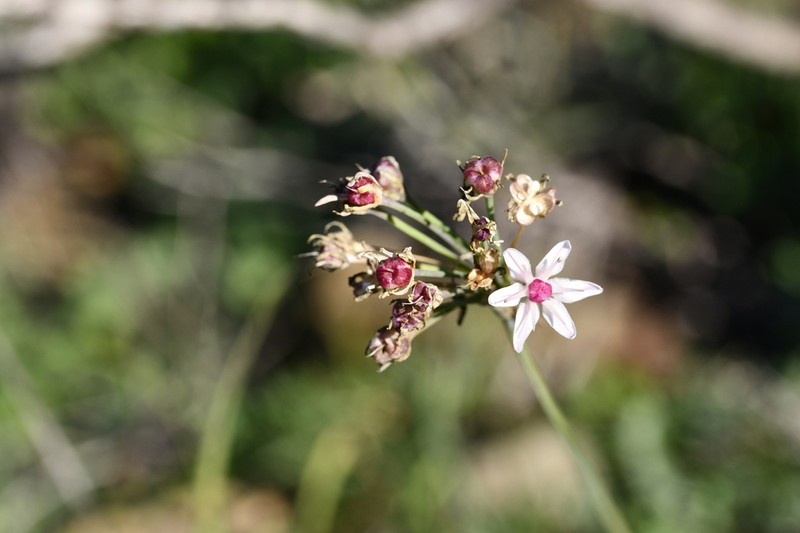 Allium traubii photo 4